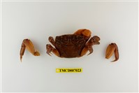 藏品(福曼新脹蟹)的圖片